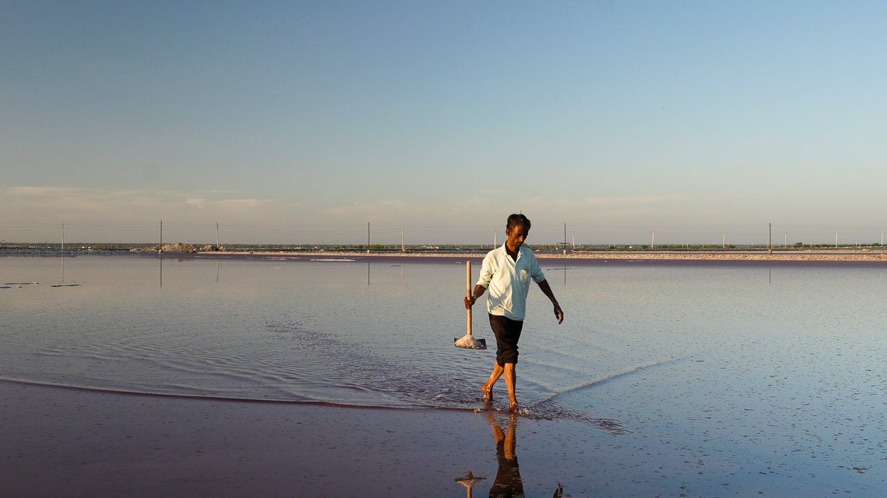 Salt harvester walking across the pink brine beds of Sambhar Lake at golden hour